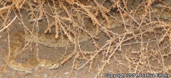 Prairie Rattlesnake (Crotalus viridis)