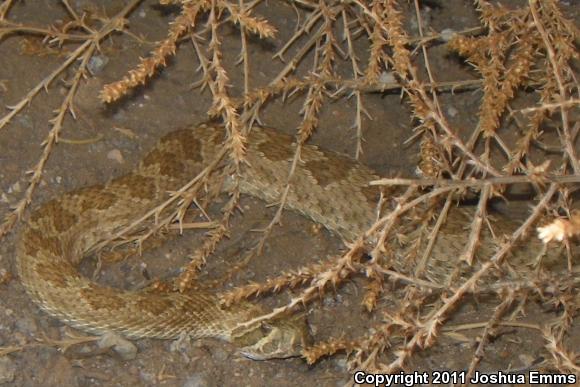 Prairie Rattlesnake (Crotalus viridis)