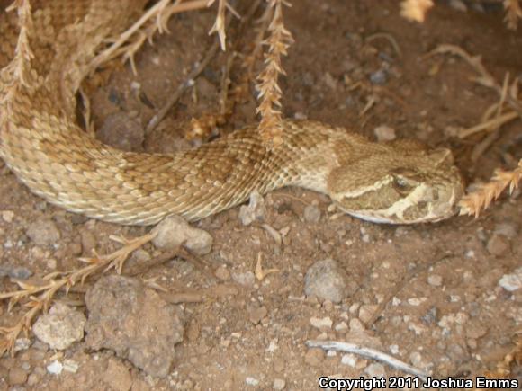 Prairie Rattlesnake (Crotalus viridis)