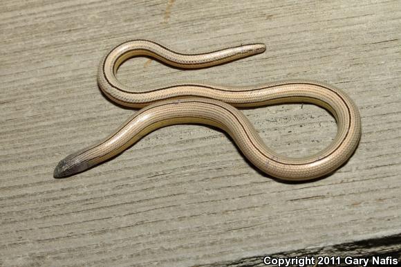 California Legless Lizard (Anniella pulchra)