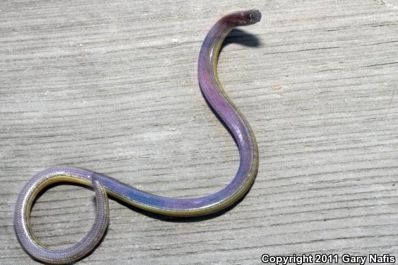 California Legless Lizard (Anniella pulchra)