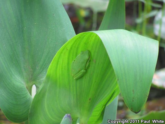 Green Treefrog (Hyla cinerea)