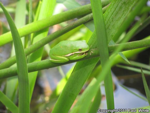 Green Treefrog (Hyla cinerea)