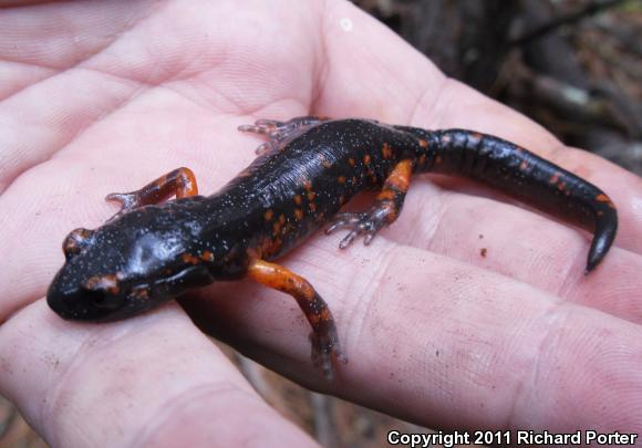 Sierra Nevada Ensatina (Ensatina eschscholtzii platensis)