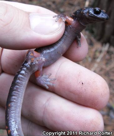 Sierra Nevada Ensatina (Ensatina eschscholtzii platensis)