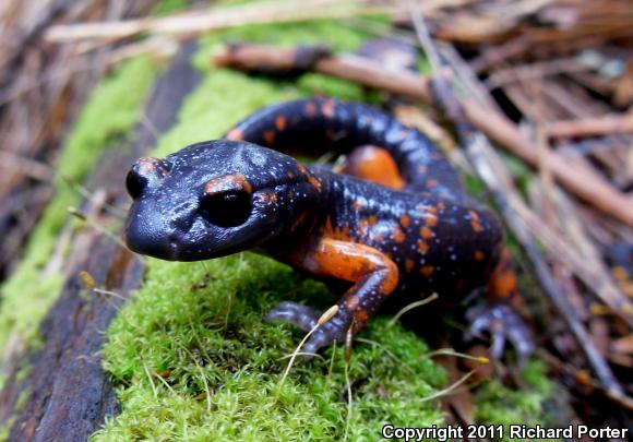 Sierra Nevada Ensatina (Ensatina eschscholtzii platensis)