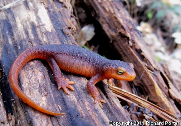 Sierra Newt (Taricha torosa sierrae)