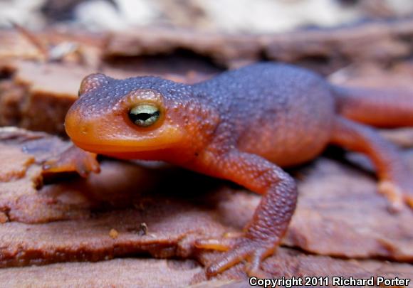 Sierra Newt (Taricha torosa sierrae)