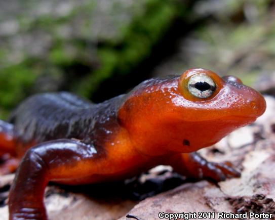 Sierra Newt (Taricha torosa sierrae)