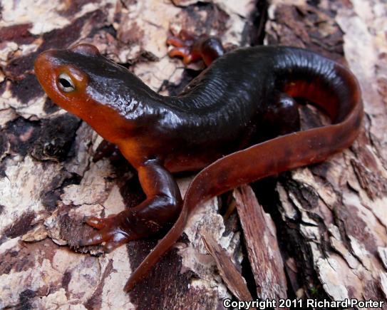 Sierra Newt (Taricha torosa sierrae)