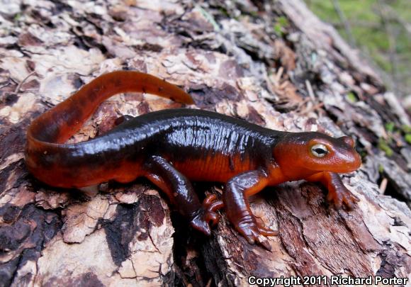 Sierra Newt (Taricha torosa sierrae)