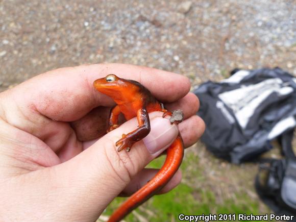 Sierra Newt (Taricha torosa sierrae)