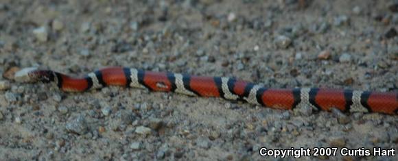 Louisiana Milksnake (Lampropeltis triangulum amaura)