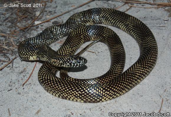 Apalachicola Kingsnake (Lampropeltis getula meansi)