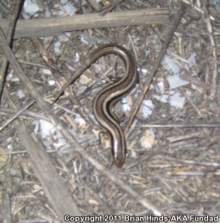 Northern Brown Skink (Plestiodon gilberti placerensis)