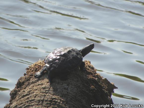 Eastern Florida Diamond-backed Terrapin (Malaclemys terrapin tequesta)