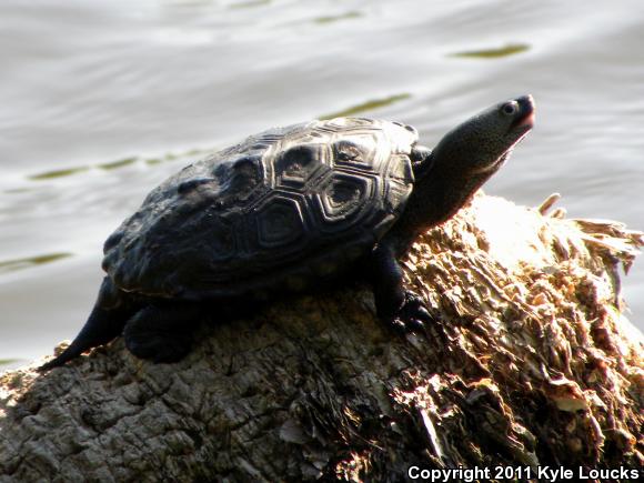 Eastern Florida Diamond-backed Terrapin (Malaclemys terrapin tequesta)