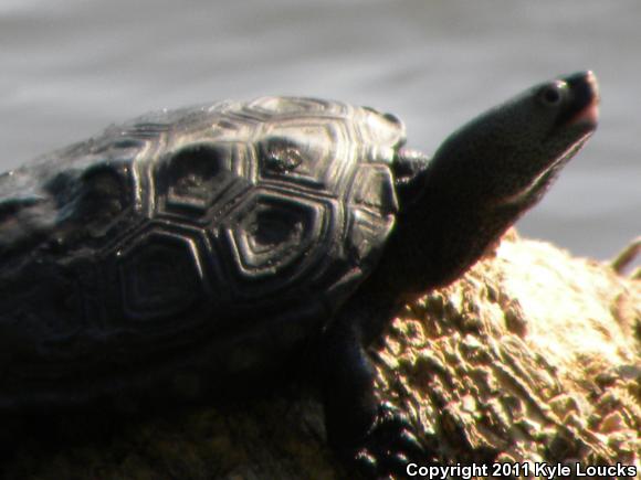 Eastern Florida Diamond-backed Terrapin (Malaclemys terrapin tequesta)