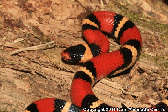 Nelson's Milksnake (Lampropeltis triangulum nelsoni)