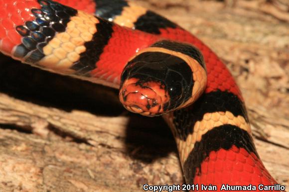 Nelson's Milksnake (Lampropeltis triangulum nelsoni)