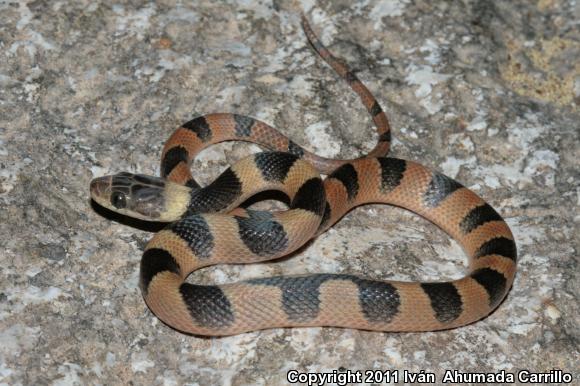 Southwestern Cat-eyed Snake (Leptodeira maculata)