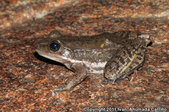 White-striped Frog (Lithobates pustulosus)