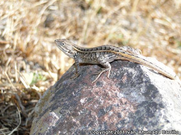 Light-bellied Bunchgrass Lizard (Sceloporus scalaris)