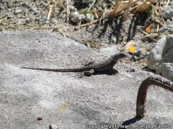 Rough Lizard (Sceloporus horridus)