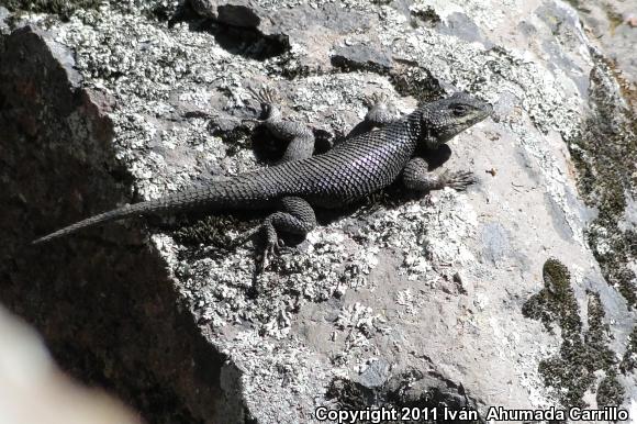 Torquate Lizard (Sceloporus torquatus)