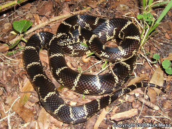 Florida Kingsnake (Lampropeltis getula floridana)