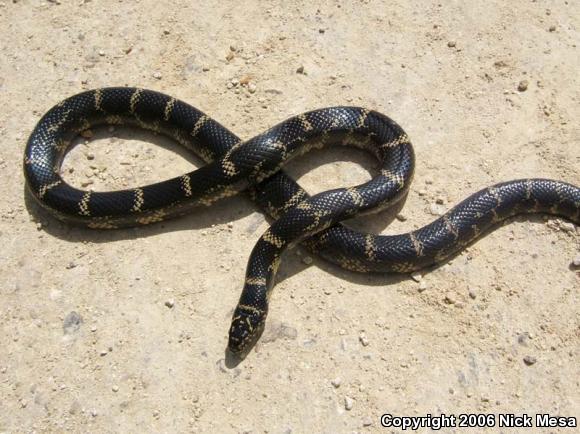 Florida Kingsnake (Lampropeltis getula floridana)