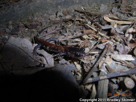 Yonahlossee Salamander (Plethodon yonahlossee)