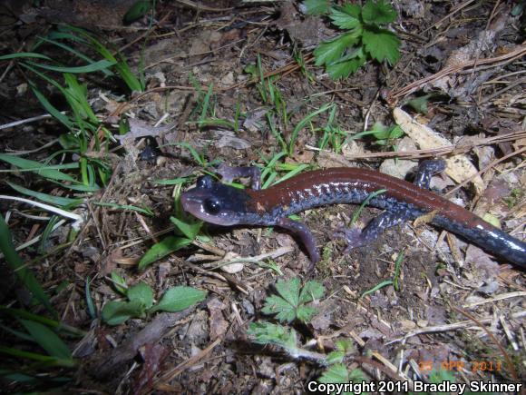 Yonahlossee Salamander (Plethodon yonahlossee)