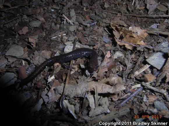 Southern Ravine Salamander (Plethodon richmondi)