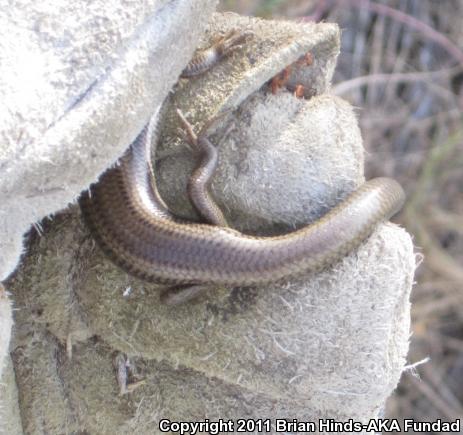 Northern Brown Skink (Plestiodon gilberti placerensis)