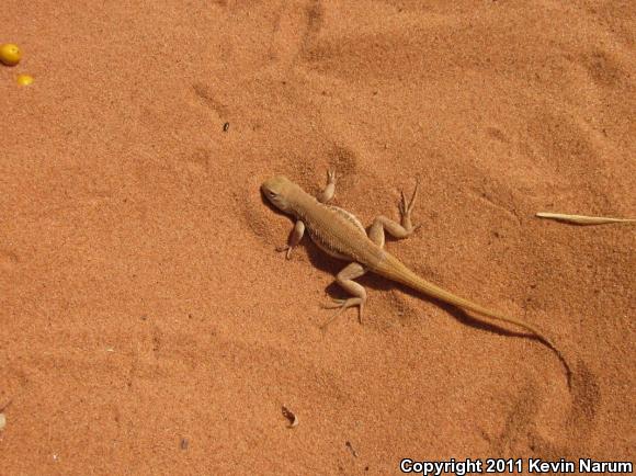 Dunes Sagebrush Lizard (Sceloporus arenicolus)