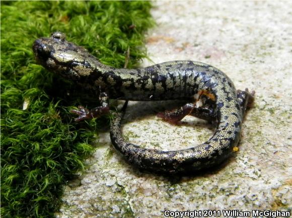 Weller's Salamander (Plethodon welleri)