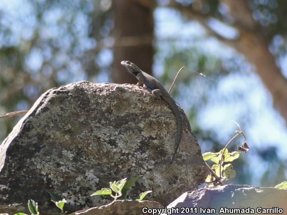 Buller's Spiny Lizard (Sceloporus bulleri)