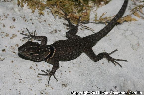 Buller's Spiny Lizard (Sceloporus bulleri)