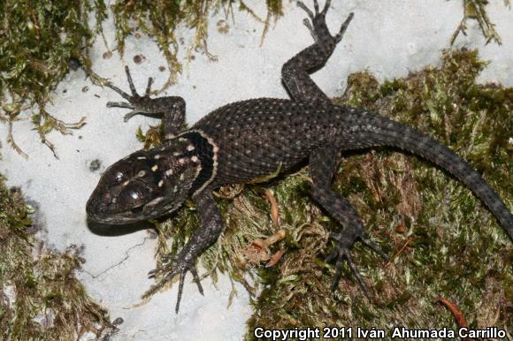 Buller's Spiny Lizard (Sceloporus bulleri)