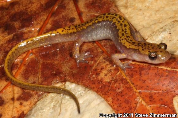Dark-sided Salamander (Eurycea longicauda melanopleura)