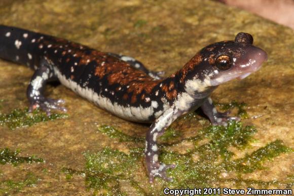 Rich Mountain Salamander (Plethodon ouachitae)