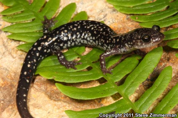 Caddo Mountain Salamander (Plethodon caddoensis)