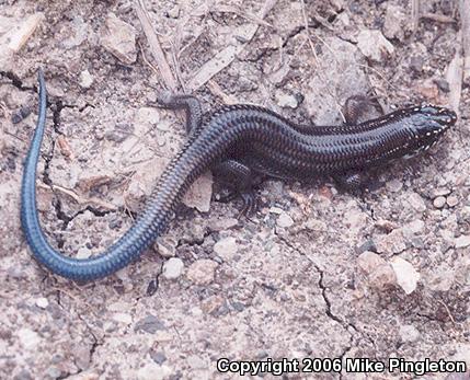 Great Plains Skink (Plestiodon obsoletus)