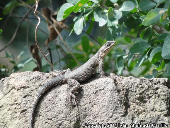 Dugès's Spiny Lizard (Sceloporus dugesii)