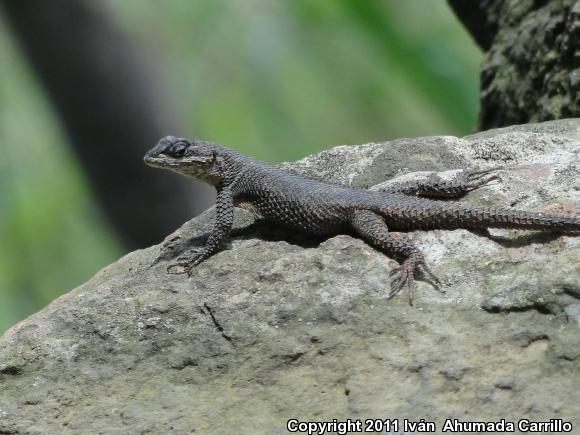 Dugès's Spiny Lizard (Sceloporus dugesii)