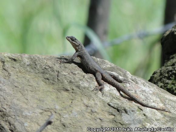 Dugès's Spiny Lizard (Sceloporus dugesii)