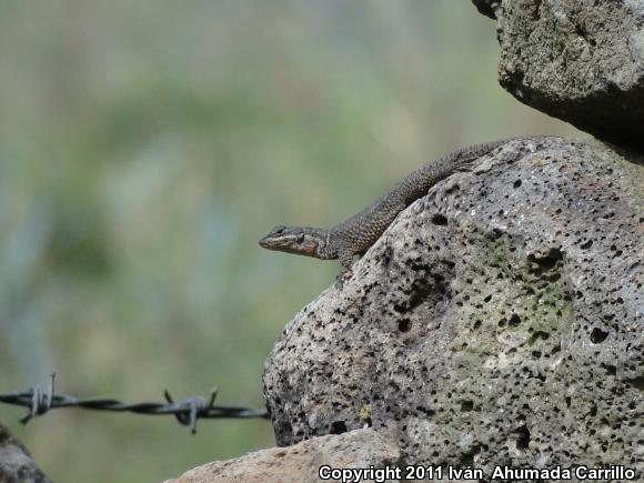 Dugès's Spiny Lizard (Sceloporus dugesii)