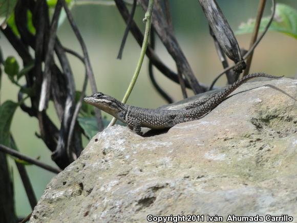 Dugès's Spiny Lizard (Sceloporus dugesii)