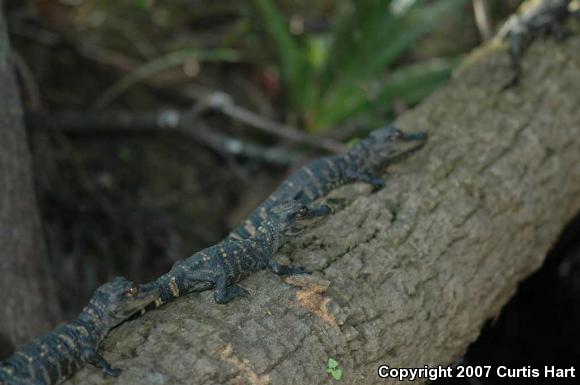 American Alligator (Alligator mississippiensis)